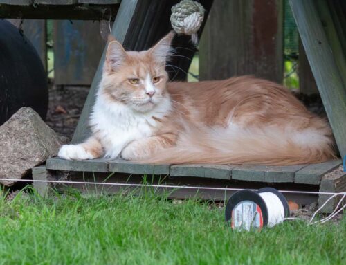 Gartenumbau mit der Katzenbande + Auswanderer