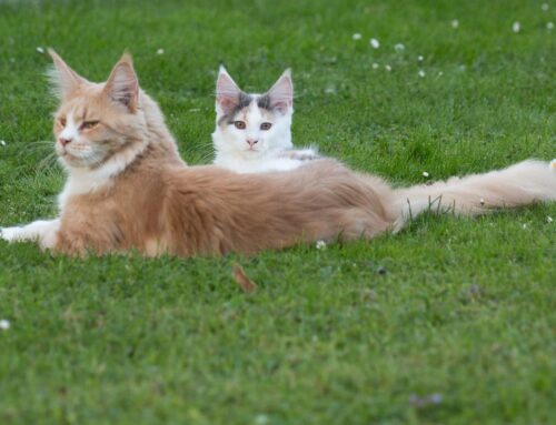 Gartenbilder von Babooshka und Tamina