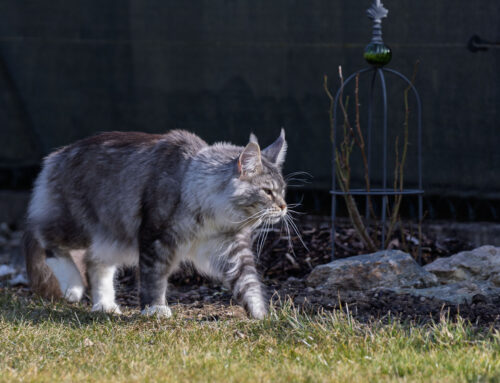 Manny unterwegs im Garten